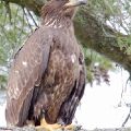 Nearly Mature Eagle on Branch (Framed 18X24) JAH-35